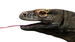 3D dragon komodo
