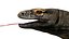 dragão de komodo