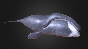 bowhead whale 3D model