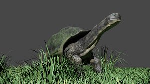 Galapagos Giant Turtle model