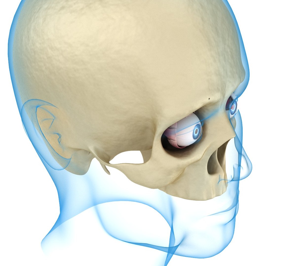 eye anatomy inner structure 3ds