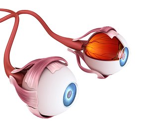 eye anatomy inner structure 3ds