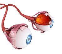 Eye anatomy - inner structure