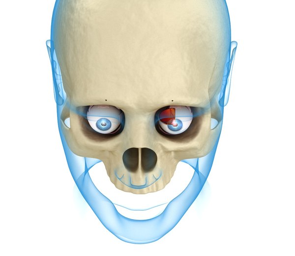 eye anatomy inner structure 3ds