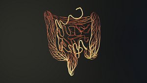 3D model Human intestines unrolling growing animation
