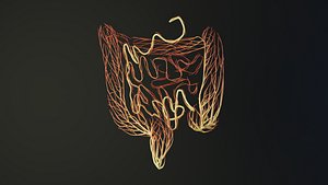 Human intestines unrolling growing animation