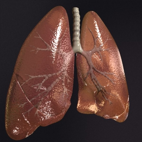 realistic lungs 3d max