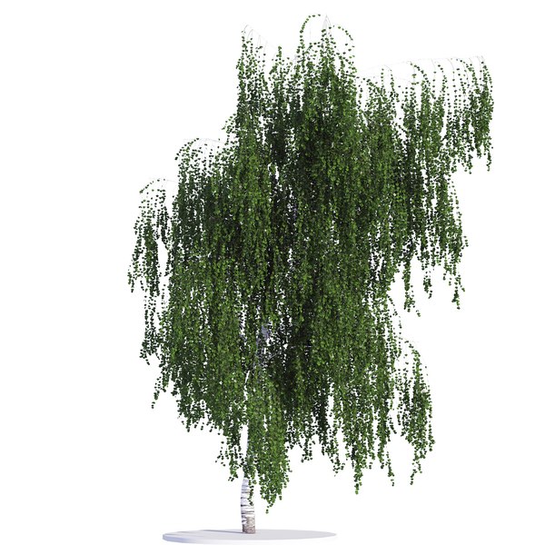 3d birch tree seasons model