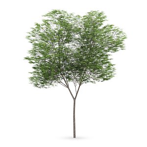 common beech tree fagus 3d max