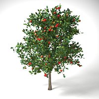 malus 3.7 meter apple tree