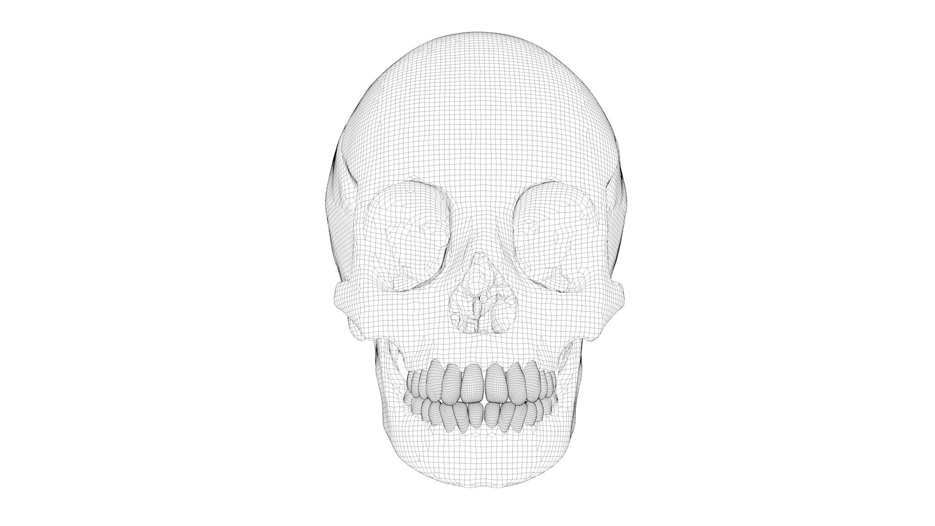 human skull 3D model https://p.turbosquid.com/ts-thumb/aI/h8VwXR/GYfiHCJP/skullturn03/jpg/1495226647/1920x1080/turn_fit_q99/5e45345cf1ba8725ee205348409b39c34b6f8a83/skullturn03-1.jpg