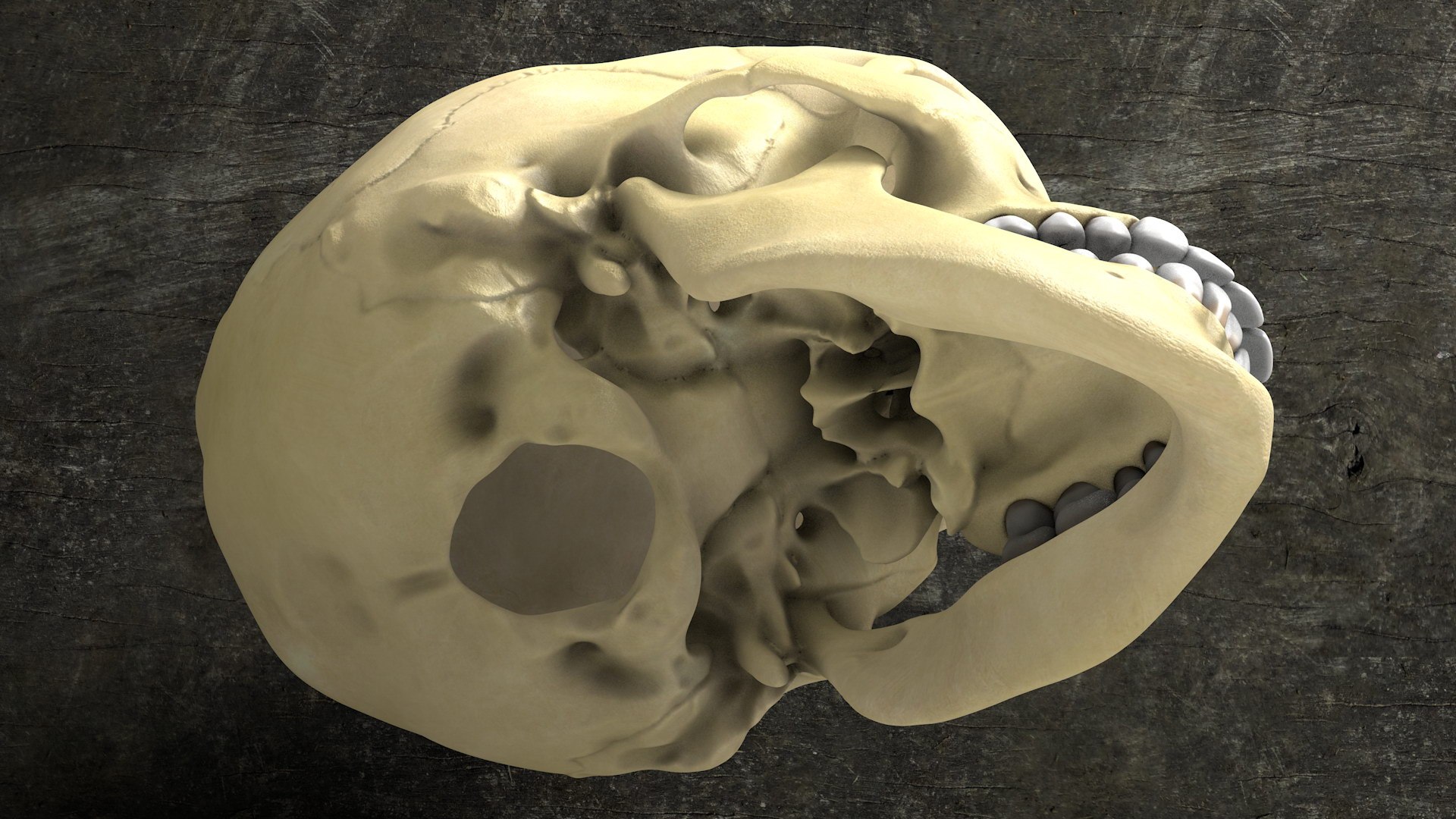 human skull 3D model https://p.turbosquid.com/ts-thumb/aI/h8VwXR/Vdjy7CGT/skull0003_0010/jpg/1495226147/1920x1080/fit_q87/de66a9e97d9ae7ddca9e3577bdce5bbf7d2a7aa6/skull0003_0010.jpg