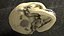 Human Skull Bones Anatomy simple
