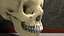 Human Skull Bones Anatomy simple