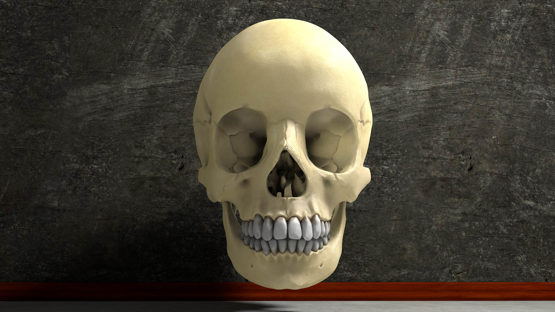 human skull 3D model https://p.turbosquid.com/ts-thumb/aI/h8VwXR/kuVkU2mY/skullturn01/jpg/1495226268/1920x1080/turn_fit_q99/d4aa3e3e4e3c080b292533fa64a18f4773111bcb/skullturn01-1.jpg