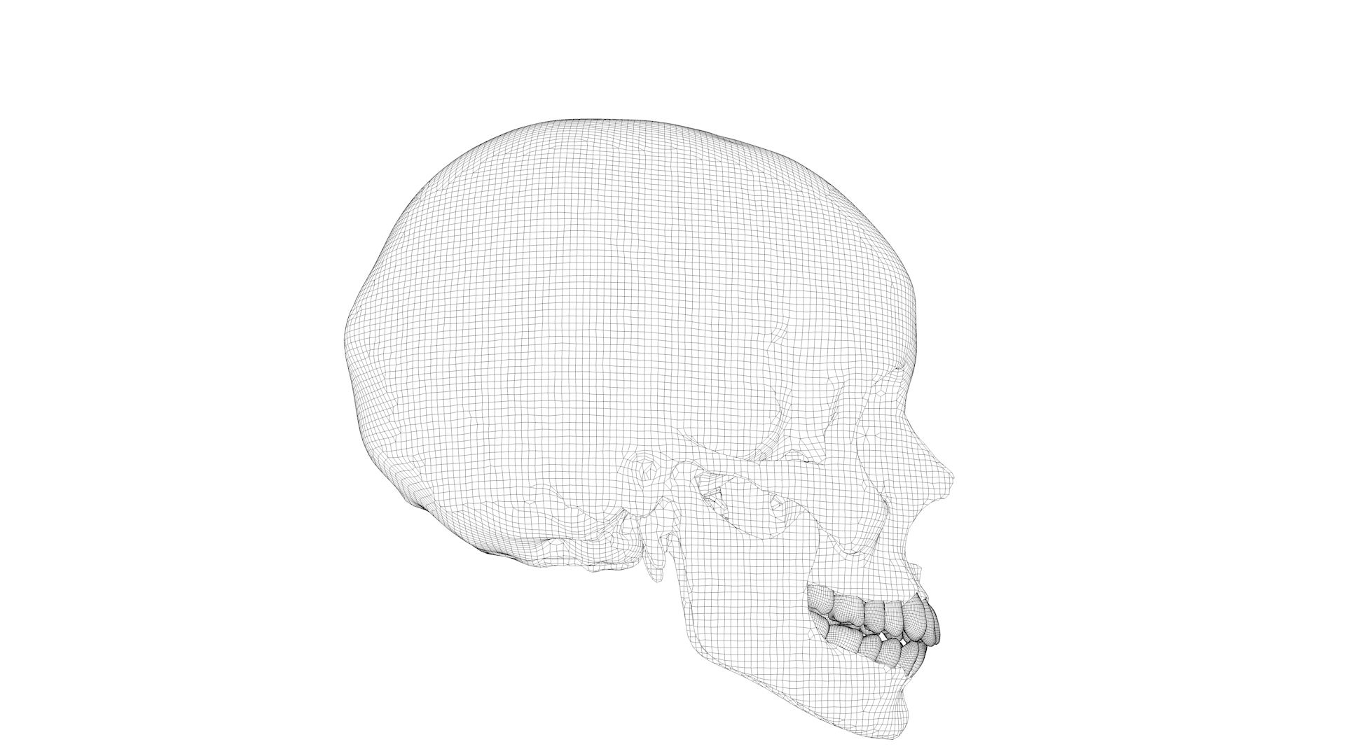 human skull 3D model https://p.turbosquid.com/ts-thumb/aI/h8VwXR/s3SN0xfE/skullturn04/jpg/1495226803/1920x1080/turn_fit_q99/054eb821da3a24a961fe459724e72769b0364dd9/skullturn04-1.jpg