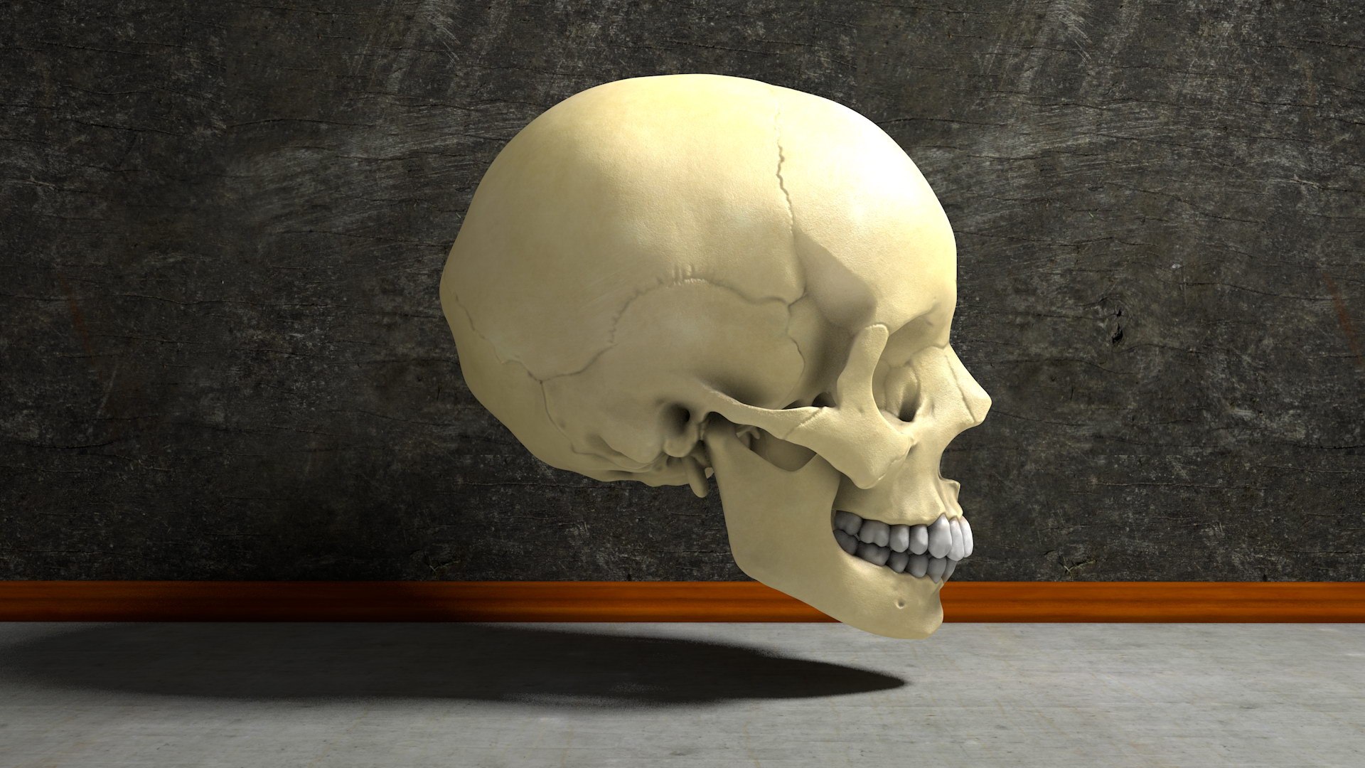 human skull 3D model https://p.turbosquid.com/ts-thumb/aI/h8VwXR/w7D3DkZT/skull001/jpg/1495226146/1920x1080/fit_q87/45bb8269a0358638a8b17e1f58aea148a9300f29/skull001.jpg