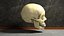 Human Skull Bones Anatomy simple