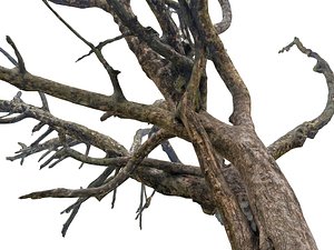 3D Old Forest  ULTRA HD model