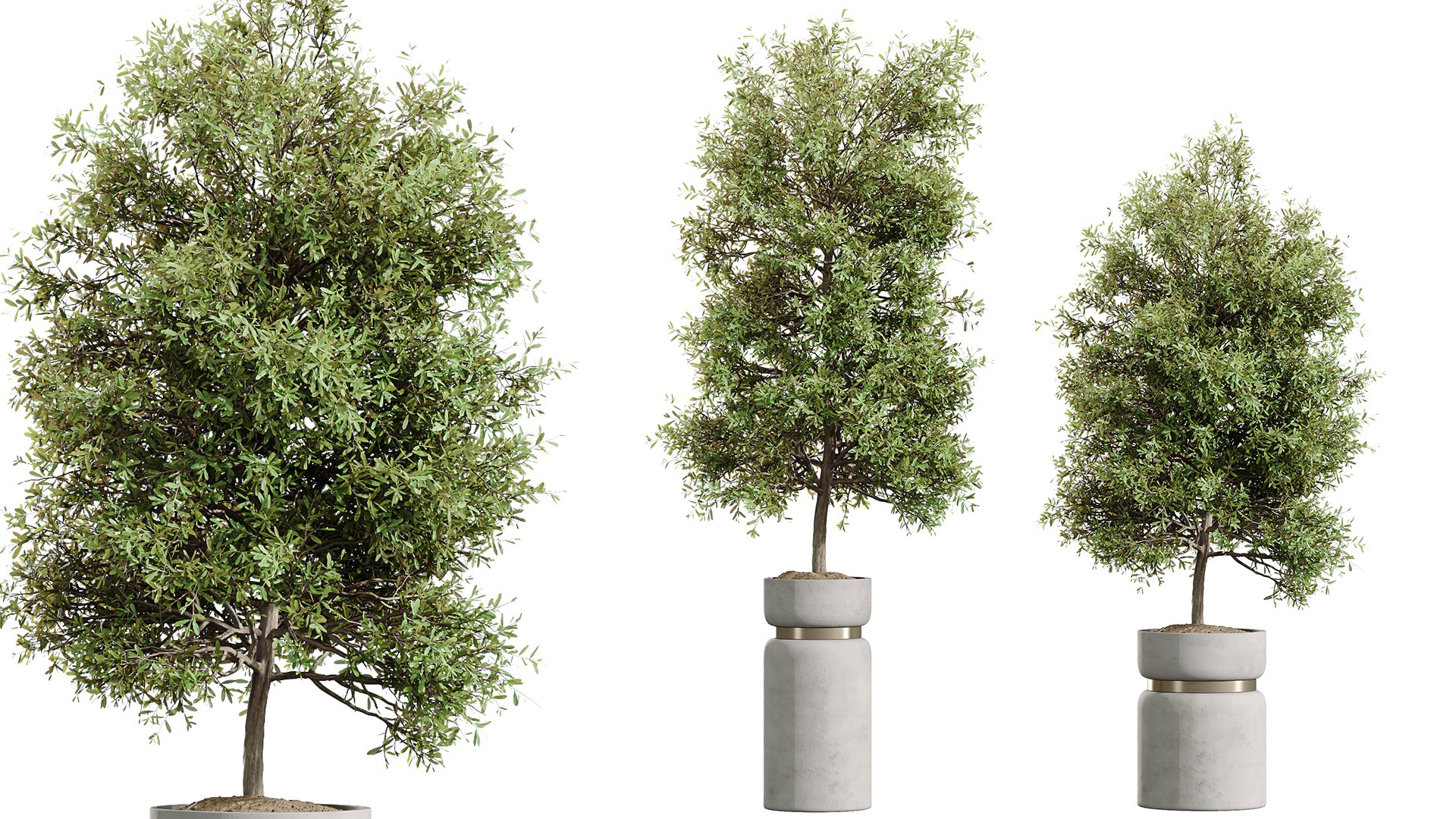 3D AV Indoor Plant Set 215 Mission Olive Spathiphyllum Lily Domino Alocasia Jardin Brisbanensis https://p.turbosquid.com/ts-thumb/aI/unJrmF/14/06/png/1747124432/1920x1080/fit_q87/b42ecf568484d809e7ecd310ee0eccfbe3c47256/06.jpg