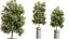 Conjunto de plantas de interior AV 215 Mission Olive Spathiphyllum Lily Domino Alocasia Jardin Brisbanensis