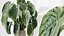 Conjunto de plantas de interior AV 215 Mission Olive Spathiphyllum Lily Domino Alocasia Jardin Brisbanensis