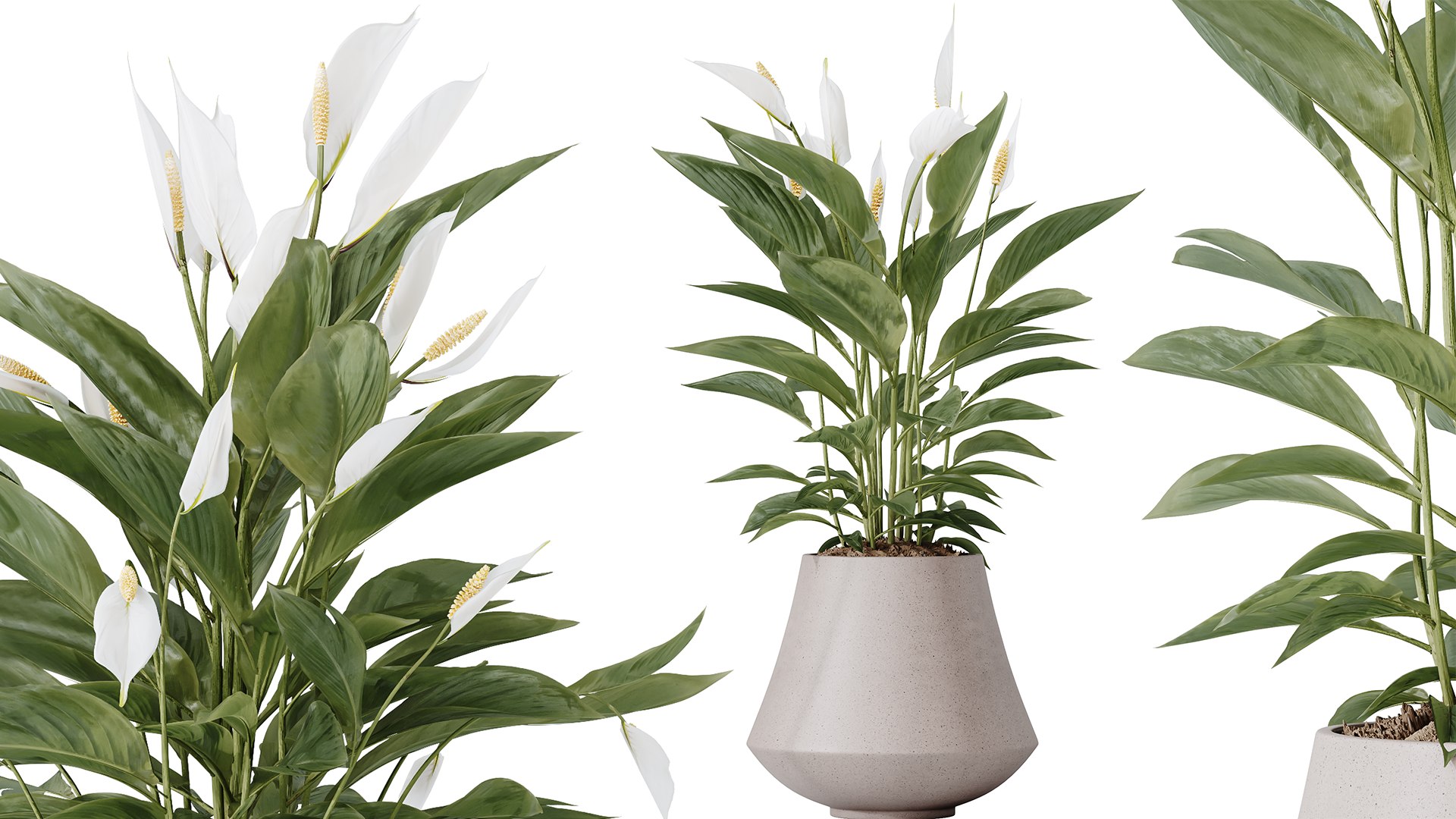 3D AV Indoor Plant Set 215 Mission Olive Spathiphyllum Lily Domino Alocasia Jardin Brisbanensis https://p.turbosquid.com/ts-thumb/aI/unJrmF/Ze/02/png/1747124427/1920x1080/fit_q87/42ca62c12301d2ff6d7cdd5bded9dcca14154eaf/02.jpg