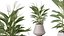 Conjunto de plantas de interior AV 215 Mission Olive Spathiphyllum Lily Domino Alocasia Jardin Brisbanensis