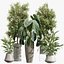 Conjunto de plantas de interior AV 215 Mission Olive Spathiphyllum Lily Domino Alocasia Jardin Brisbanensis