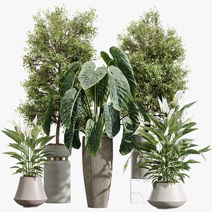AV Indoor Plant Set 215 Mission Olive Spathiphyllum Lily Domino Alocasia Jardin Brisbanensis