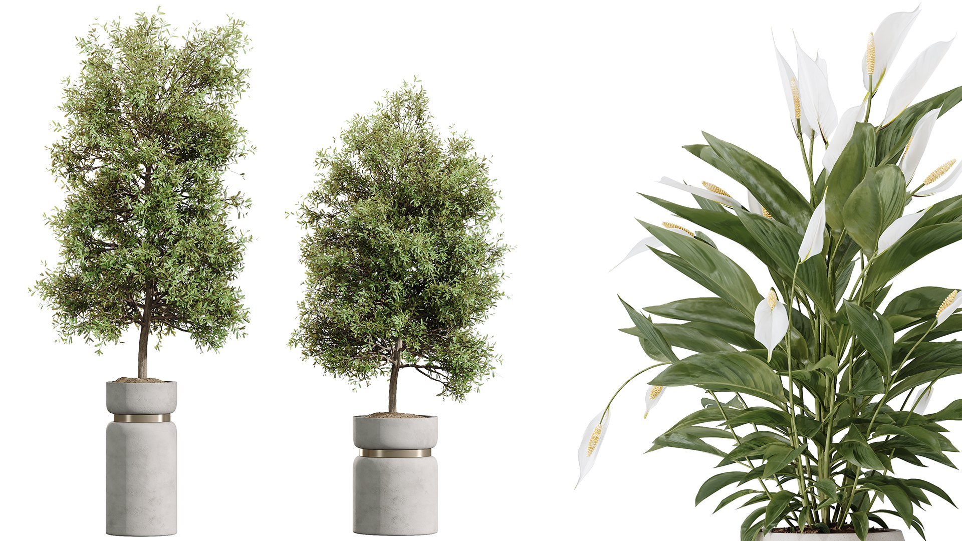 3D AV Indoor Plant Set 215 Mission Olive Spathiphyllum Lily Domino Alocasia Jardin Brisbanensis https://p.turbosquid.com/ts-thumb/aI/unJrmF/g5/04/png/1747124428/1920x1080/fit_q87/b9ba3364f4511fcaf1b5d814fd6b42223da8eb13/04.jpg