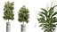 Conjunto de plantas de interior AV 215 Mission Olive Spathiphyllum Lily Domino Alocasia Jardin Brisbanensis