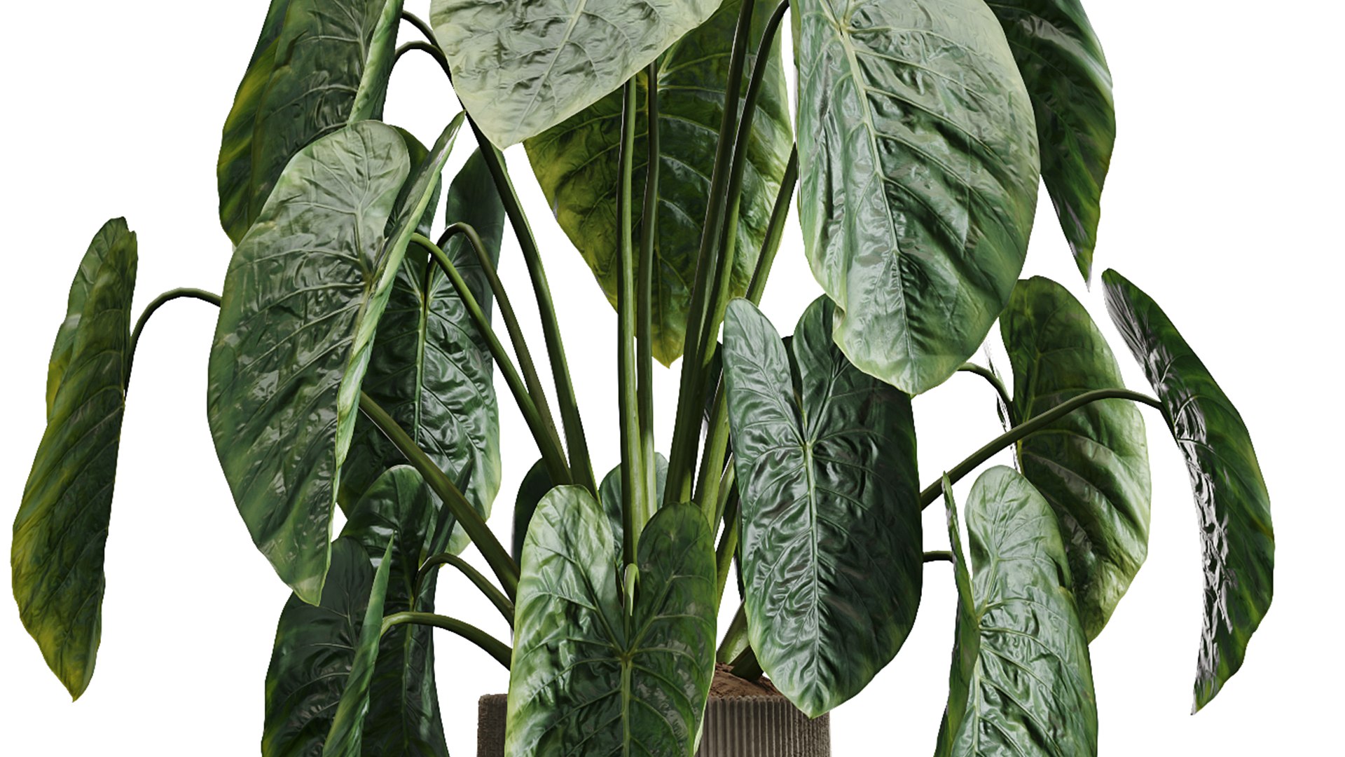 3D AV Indoor Plant Set 215 Mission Olive Spathiphyllum Lily Domino Alocasia Jardin Brisbanensis https://p.turbosquid.com/ts-thumb/aI/unJrmF/wj/03/png/1747124427/1920x1080/fit_q87/c9925d19cba04170ef78e7056b721b92494203c3/03.jpg