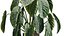 Conjunto de plantas de interior AV 215 Mission Olive Spathiphyllum Lily Domino Alocasia Jardin Brisbanensis
