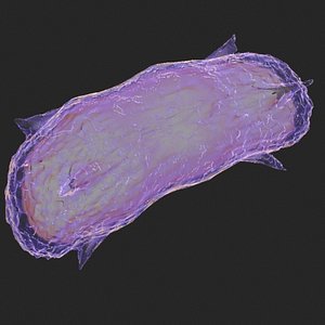 Free 3D Bacteria Models | TurboSquid