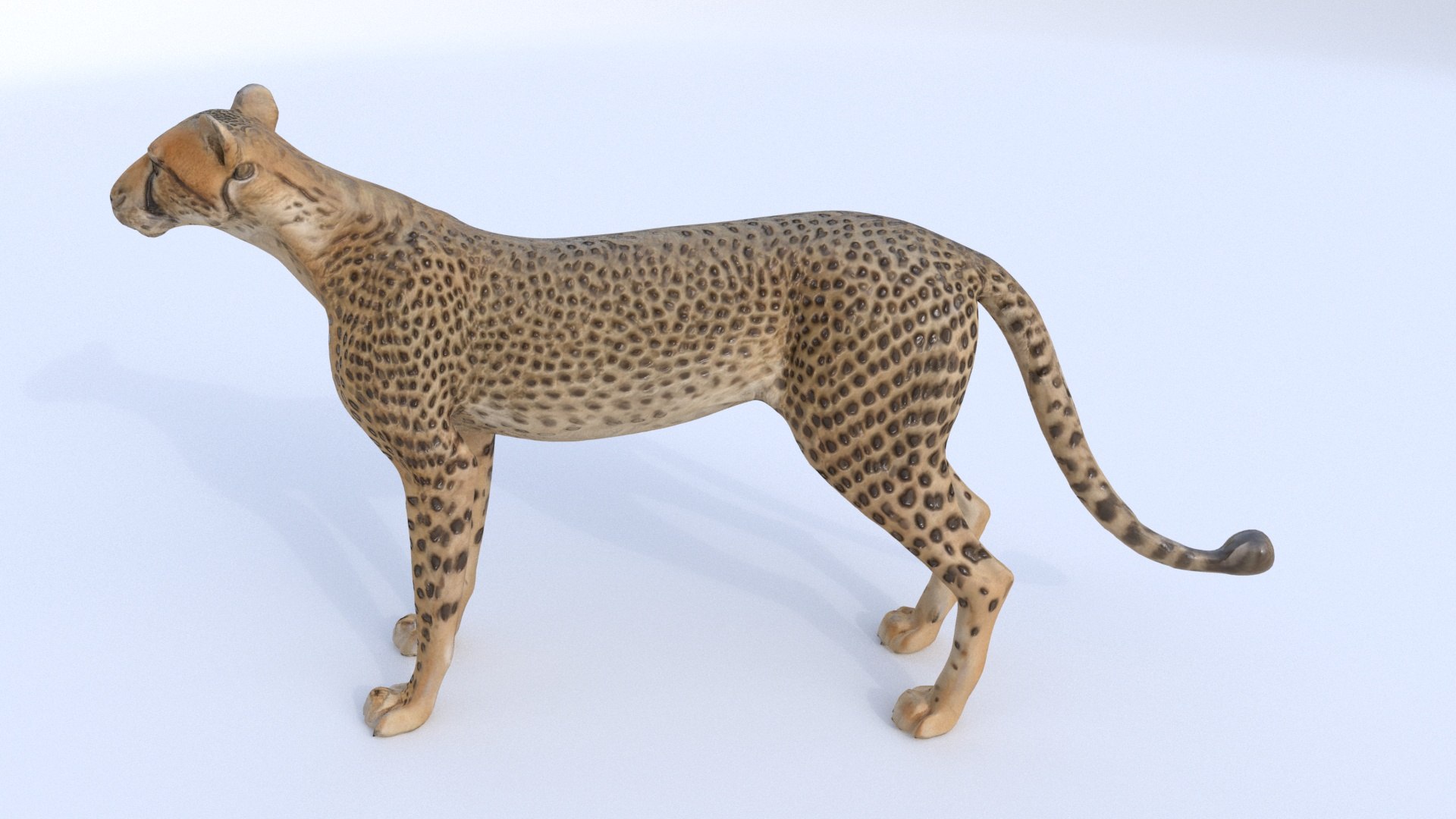 Cheetah Model - TurboSquid 2334982