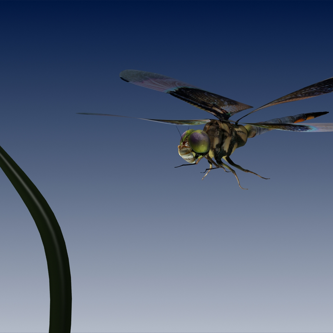 Max Dragonfly Flying
