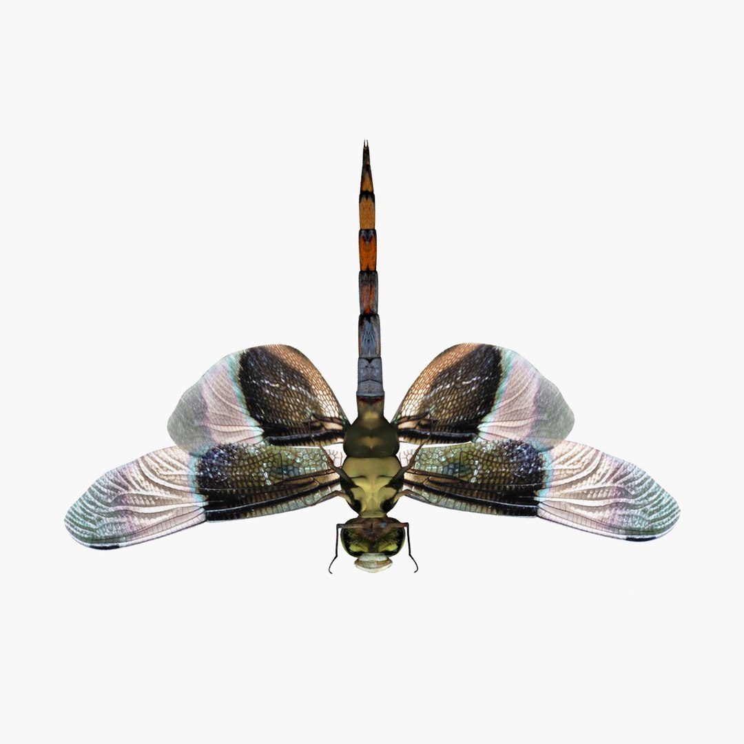 Max Dragonfly Flying