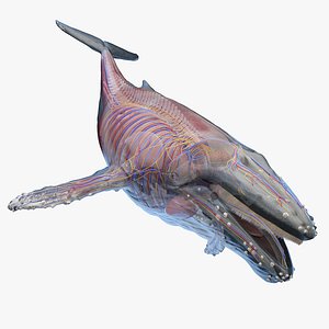 3D Humpback Whale Anatomy