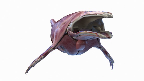 3D Humpback Whale Anatomy - TurboSquid 1955114