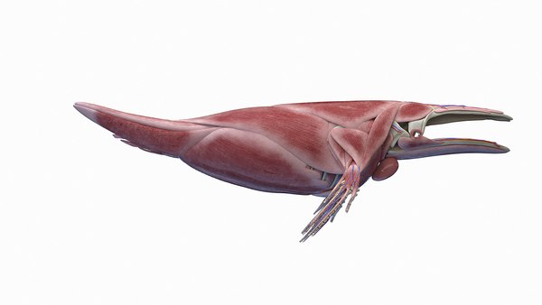 3D Humpback Whale Anatomy - TurboSquid 1955114
