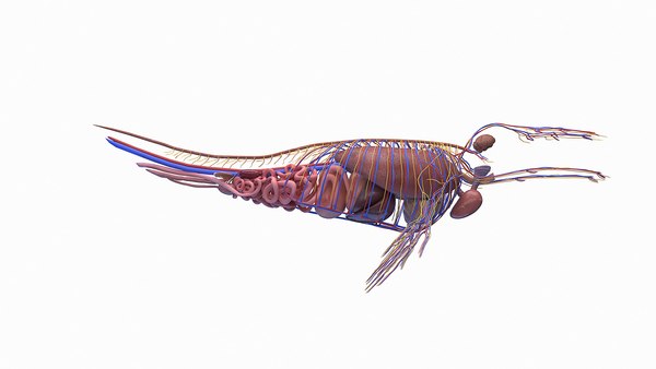 3D Humpback Whale Anatomy - TurboSquid 1955114