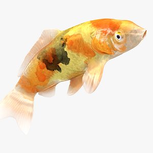 3D Japanese Carp Fish Rigged L1748 model