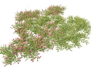 Aussie Rambler -  Carpobrotus glaucescens 3D model