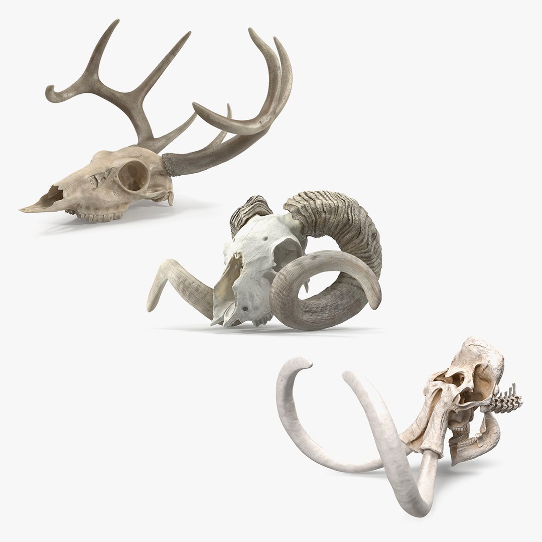 3D Skulls Collection 3 model https://p.turbosquid.com/ts-thumb/aJ/K9XET4/Os/skullscollection33dsmodel000/jpg/1709642724/1920x1080/fit_q87/504967274e6f1926308a35ed268dc103cd4115e1/skullscollection33dsmodel000.jpg