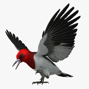 melanerpes erythrocephalus red-headed woodpecker 3d model