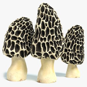 morel mushrooms 3d 3ds
