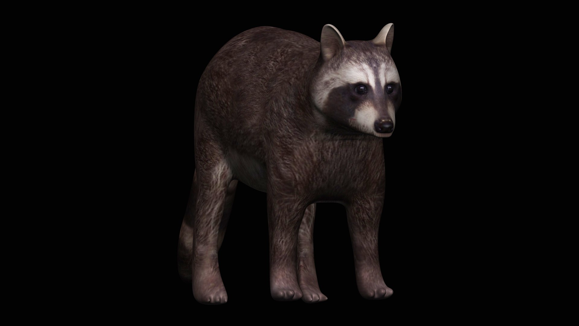 3D Fully Rigged Brown Raccoon Model - TurboSquid 1710706