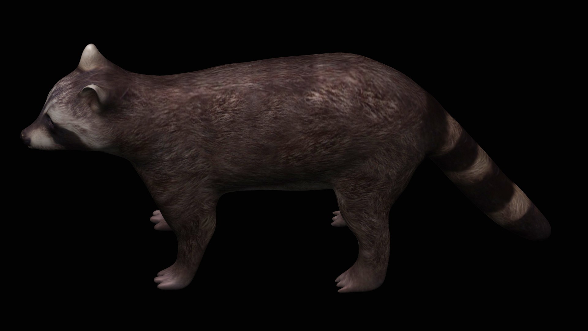 3D Fully Rigged Brown Raccoon Model - TurboSquid 1710706