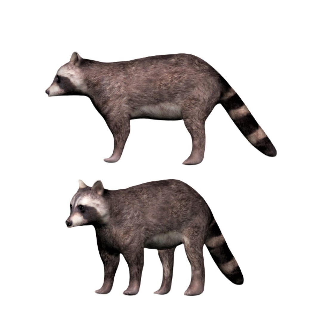 3D Fully Rigged Brown Raccoon Model - TurboSquid 1710706